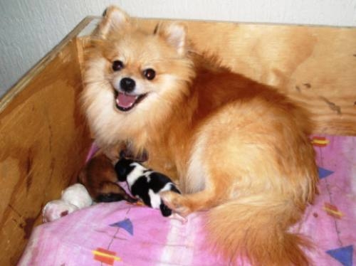 Pomerania - pre-venta de cachorras con pedigree