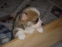 Welsh Pembroke Corgi