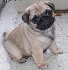 Puppies for sale in miami, 305-551-4461. www.thepuppyland.com