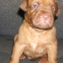 PUPPY FOR SALE FRENCH MASTIFF