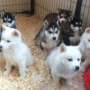Gorgeous cachorros husky siberiano