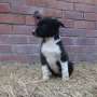 Los cachorros Border Collie En Venta