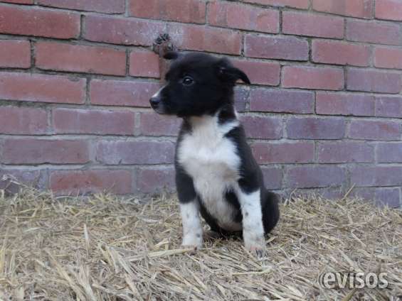 Los cachorros border collie