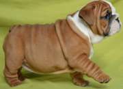 Hermoso bulldog inglés cachorros para la venta