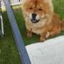 ** ** Rey Chow Chow Stud disponible ** ** rey