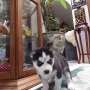 cachorros Siberian Huskies disponibles