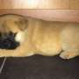'''''''''''''''''''''sweet Chow Chow  Puppies for sale '''''''''''