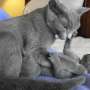 Extra suave y agradable gatitos azul ruso disponible !!