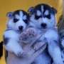magníficos cachorros Husky siberiano