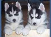  Cachorros siberian husky ojos azules ready