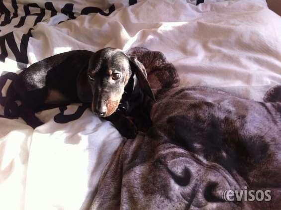 Este sorprendente cachorro femenino dachshund está buscando una nueva familia interior.