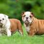 Dulce bulldog Inglés cachorros perly y peters preparados para nuevos hogares