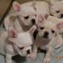 We have a gorgeous litter of French Bulldog .