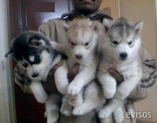 Cachorros adorables del husky siberiano de los ojos azules para la venta. texto en (213) 5