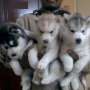 Cachorros adorables del husky siberiano de los ojos azules para la venta. TEXTO en (213) 5