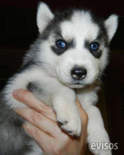 Cachorros de husky siberiano para los ojos azules. texto en (213) 559-3677
