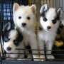 3 cachorros huskies en adopcion