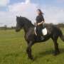 caballo frison elegante / Dressage / caballo del rastro