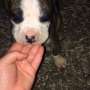 Lovely and friendly english bulldog puppies
