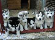 Male and female syberian husky puppies for a good…