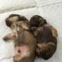 7/8 Shihtzu Pups For Sale